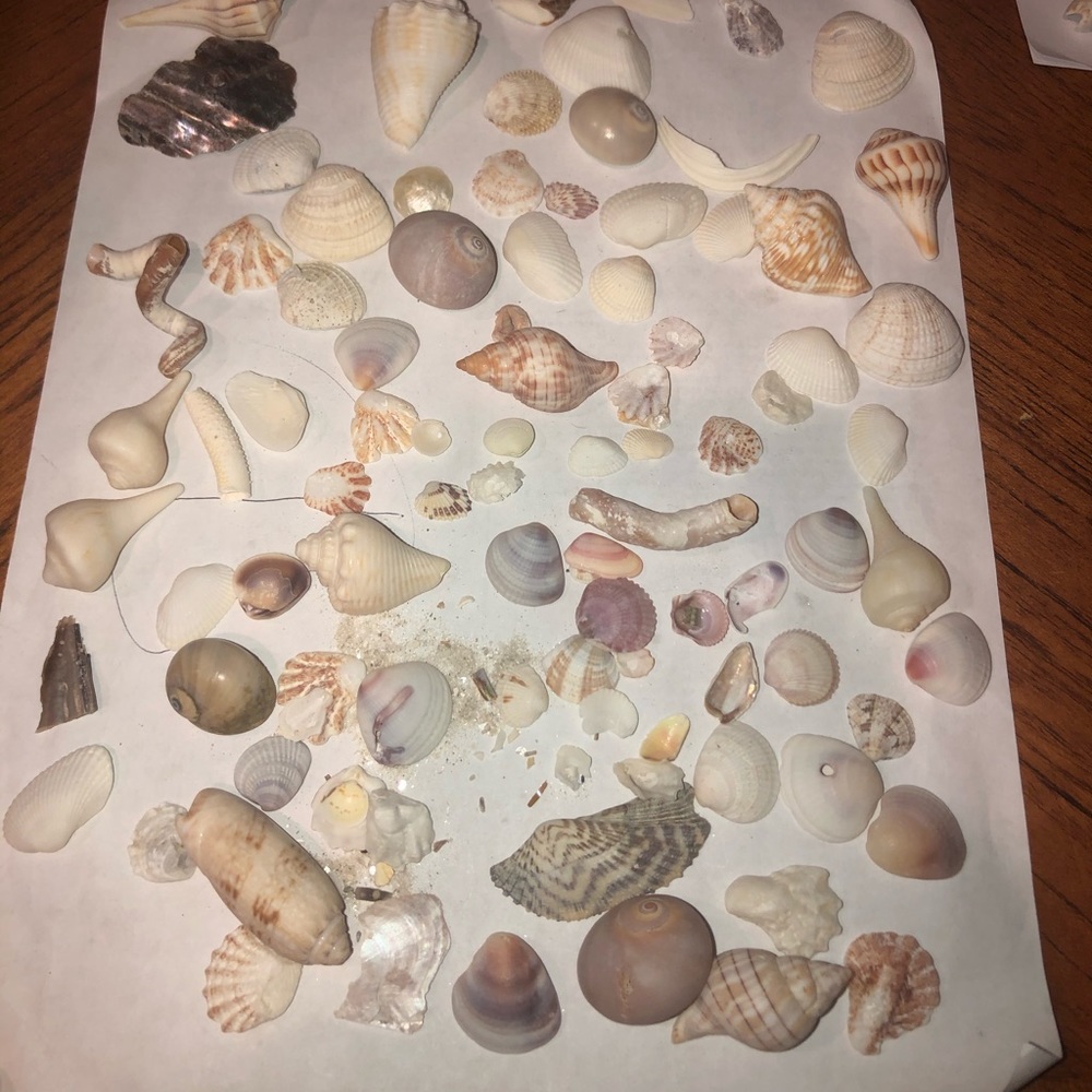 Lot of seashells #3